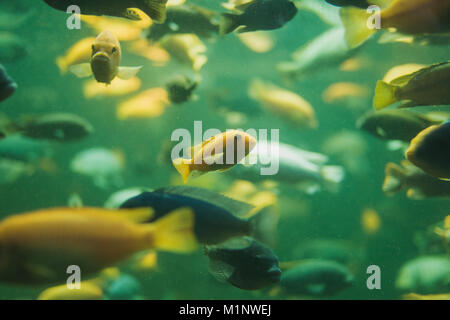 Close up view of a school of malawi cichlid in an aquarium Stock Photo