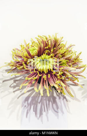 Beautiful single flower yellow-brown chrysanthemums on a light background as a gift. Copy space. Stock Photo