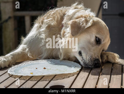 Birthday dog immagini e fotografie stock ad alta risoluzione - Alamy