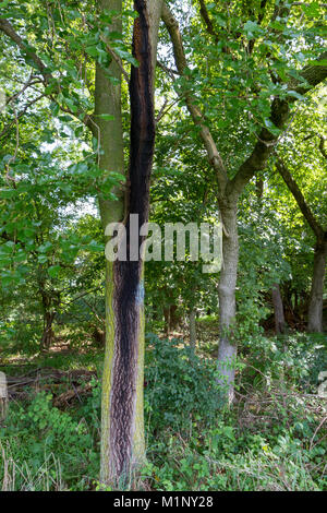 A tree which survived a lightning stike (?) in the Monocacy National Battlefield, Frederick, MD, USA Stock Photo