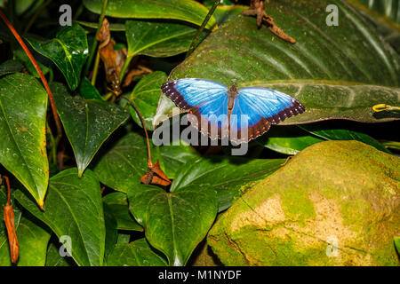 Irridescent blue morpho butterfly (Morpho peleides) at rest on a leaf, open wings, RHS Wisley butterfly exhibition, Surrey, southeast England, UK Stock Photo