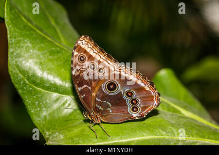 Ventral view of blue morpho butterfly (Morpho peleides) at rest wings closed on a leaf, RHS Wisley butterfly exhibition, Surrey, southeast England, UK Stock Photo