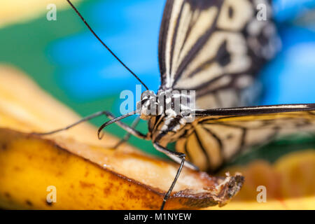 Close up frontal view of black and white marbled tree nymph (Idea leuconoe) feeding at RHS Wisley butterfly exhibition, Surrey, southeast England, UK Stock Photo