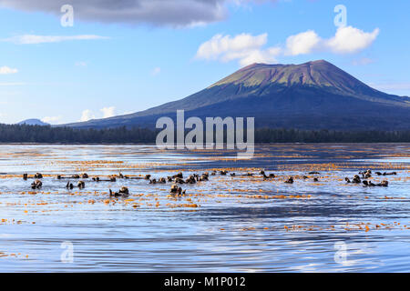 Sea otters (Enhyrda lutris), endangered species, and Mount Edgecumbe, extinct volcano, Sitka Sound, Sitka, Southeast Alaska, USA, North America Stock Photo