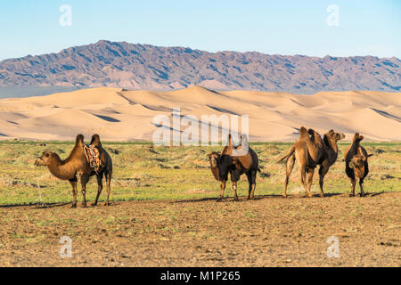 Camels and sand dunes of Gobi desert in the background, Sevrei district, South Gobi province, Mongolia, Central Asia, Asia Stock Photo