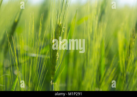 Close-up of an ear on a field with Barley (Hordeum vulgare),background image Stock Photo