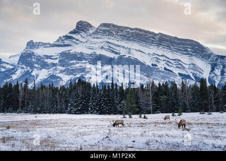 Winter landscape with wild elk in the Banff National Park, UNESCO World Heritage Site, Alberta, Canadian Rockies, Canada, North America Stock Photo