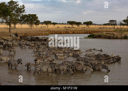 Herd of zebras (Equus quagga) drinking water, Serengeti National Park, Tanzania, East Africa, Africa Stock Photo