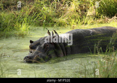 Hippopotamus immersed in water, Kruger National Park, South Africa, Africa Stock Photo