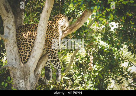 Close up view of a female leopard sleeping in a tree Stock Photo