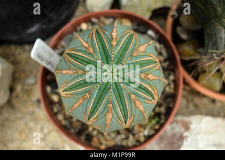 Small cactus with a star pattern in a plant pot with a label Stock Photo