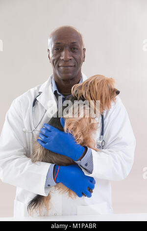 portrait of a happy veterinarian and Yorkshire terrier on white background Stock Photo