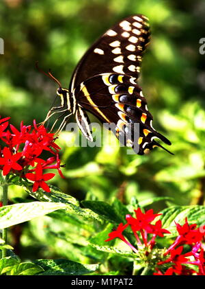 Swallowtail butterfly gathering nectar from red flower in butterfly garden. Stock Photo
