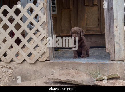 Lone cute six week old chocolate Labrador puppy dog sites looking out at camera Stock Photo