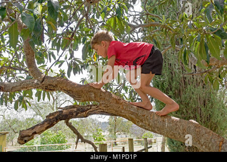 Young boy in a red t shirt climbing a tree. Stock Photo