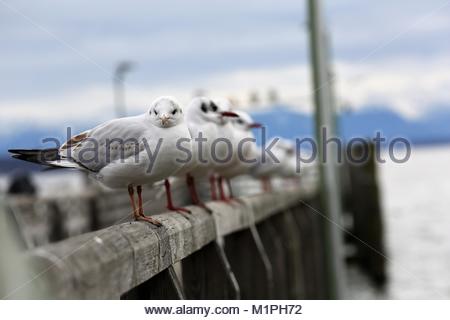 A line of gulls standing on a wooden frame in Starnberg, Bavaria on a winter's evening. Stock Photo