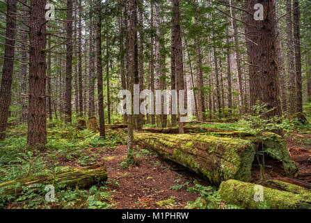 Temperate rain forest around Buttle Lake campground in Strathcona Provincial Park, Vancouver Island, British Columbia, Canada Stock Photo