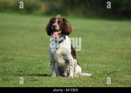 English Springer Spaniel sitting in field during training Stock Photo