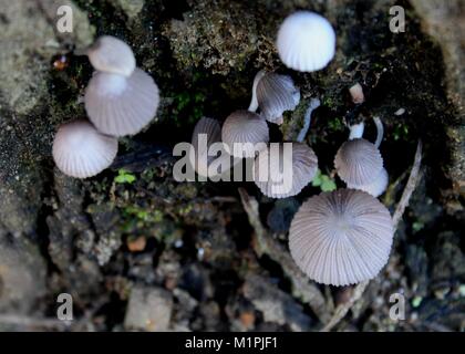 macro - close-up view of small  mushrooms - fungi - fungus grown on a tree trunk found in a small forest  in Matale, Sri Lank Stock Photo