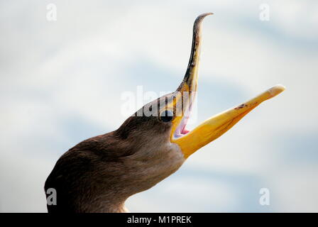 CORMORANT BIRD, FEEDING AT THE POND. DIVES FOR  SMALL FISH. PERCH ON ROCKS OR OTHER  SHORELINE  DEBRIS AND SPREAD ITS WINGS TO DRY AFTER A DIVE. Stock Photo