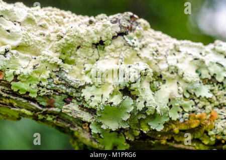Hypogymnia physodes growing on an old tree branch. Lichen. Stock Photo