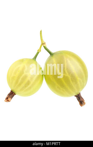 Gooseberries of the variety Chandler green ball., Stachelbeeren der Sorte Krämers Grüne Kugel. Stock Photo