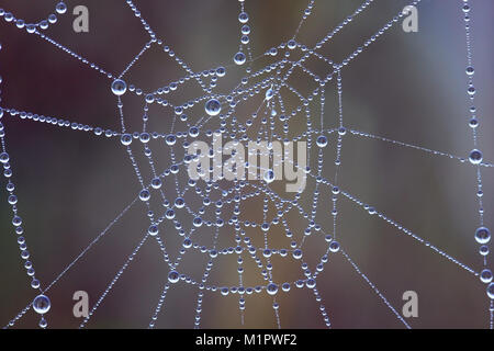 Spider Web in the morning dew, Spinnennetz im Morgentau Stock Photo