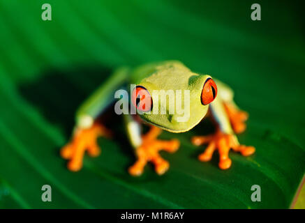 Costa Rica. Tortuguero. Tortuguero National Park. Red-eyed Leaf Frog. (Agalychnis callidryas ).