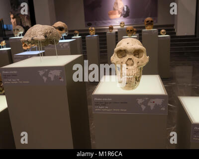 Georgian National Museum in he capital Tbilisi has many different exhibitions, Stone age Georgia with sculls from Homo erectus and more Stock Photo