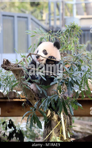 Tokyo, Japan. 1st Feb, 2018. Female giant panda cub Xiang Xiang sits on a tree at the Ueno Zoological Gardens in Tokyo on Thursday, February 1, 2018. The zoo started to display Xiang Xiang and her mother Shin Shin for visitors on first come, first served basis from February 1. Credit: Yoshio Tsunoda/AFLO/Alamy Live News Stock Photo