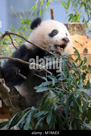 Tokyo, Japan. 1st Feb, 2018. Female giant panda cub Xiang Xiang sits on a tree at the Ueno Zoological Gardens in Tokyo on Thursday, February 1, 2018. The zoo started to display Xiang Xiang and her mother Shin Shin for visitors on first come, first served basis from February 1. Credit: Yoshio Tsunoda/AFLO/Alamy Live News Stock Photo