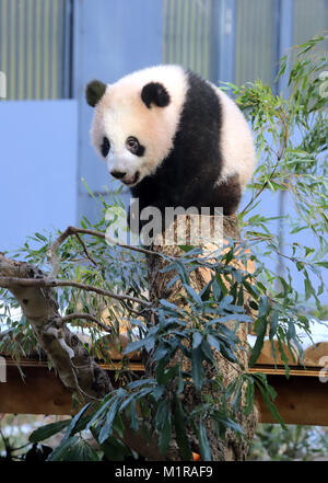 Tokyo, Japan. 1st Feb, 2018. Female giant panda cub Xiang Xiang sits on a tree at the Ueno Zoological Gardens in Tokyo on Thursday, February 1, 2018. The zoo started to display Xiang Xiang and her mother Shin Shin for visitors on first come, first served basis from February 1. Credit: Yoshio Tsunoda/AFLO/Alamy Live News Stock Photo