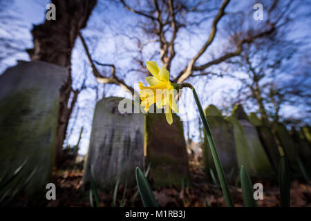 London, UK. 1st Feb, 2018. UK Weather: Spring Daffodils bloom in the morning light at Tower Hamlets Cemetery Park. Credit: Guy Corbishley/Alamy Live News Stock Photo