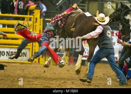 Las Vegas, Nevada, USA. 7th Nov, 2013. Rodeo personnel run to the aide of bareback rider Catlin Clifford of Porcupine, S. Dakota, who continues to be dragged about the arena by a horse he wasn't able to untie from during the 2013 Indian National Finals Rodeo at the South Point Equestrian Center in Las Vegas, Nevada. Credit: L.E. Baskow/ZUMA Wire/Alamy Live News Stock Photo