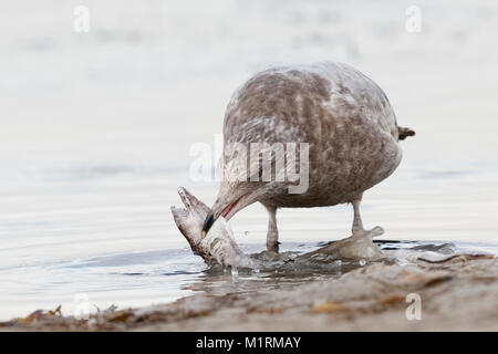 Immature Herring Gull (Larus argentatus) trying to swallow a dead Spotted Snake Eel - St. Petersburg, Florida Stock Photo