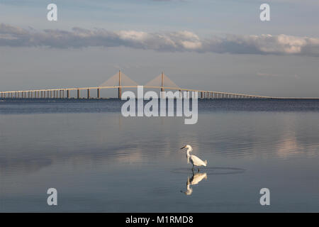 Snowy Egret (Egretta thula) with the Sunshine Skyway Bridge in the background - Fort DeSoto, Florida Stock Photo