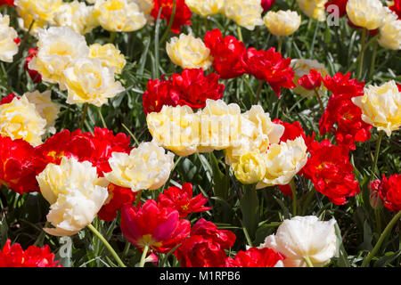 Double flowered red and cream tulips Stock Photo