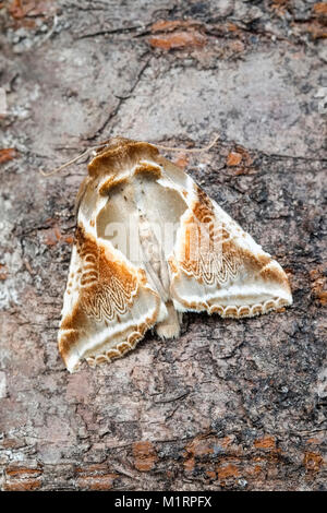 Buff Arches moth - Habrosyne pyritoides Stock Photo