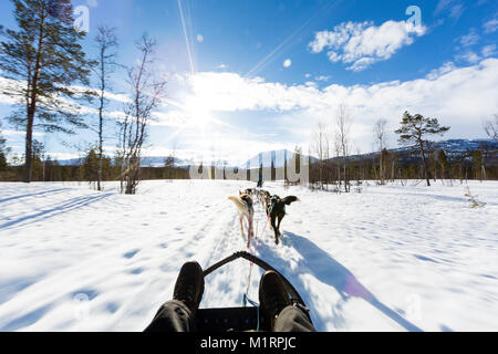 Overbygd, Norway. Dog sledding action shot. Stock Photo