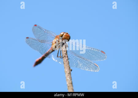 Common Darter Dragonfly resting on twig perch - sympetrum striolatum