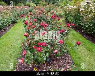 Dark Knight Rose at the Portland Rose Garden Stock Photo