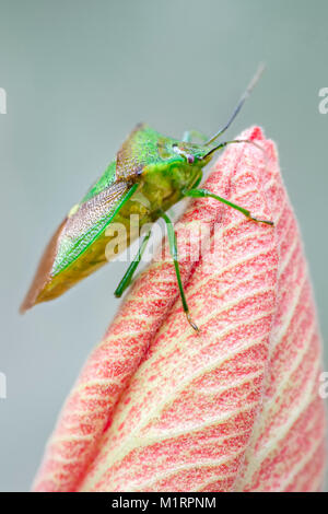Hawthorn Shieldbug on Hibiscus Flower - Acanthosoma haemorrhoidale Stock Photo