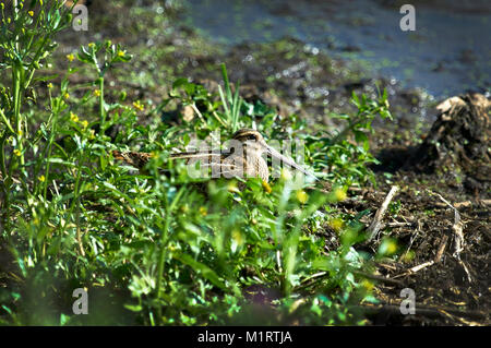 Eurasian woodcock (Scolopax rusticola) Stock Photo