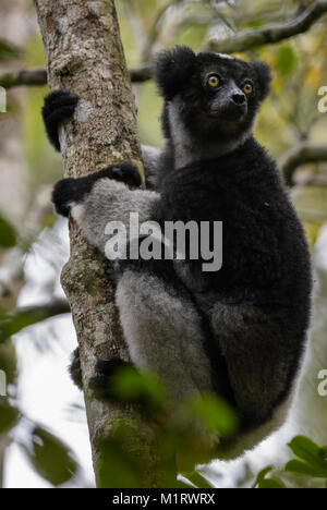Indri - Indri indri, rain forest Madagascar east coast. Cute primate. Madagascar endemite. The largest lemur. Stock Photo