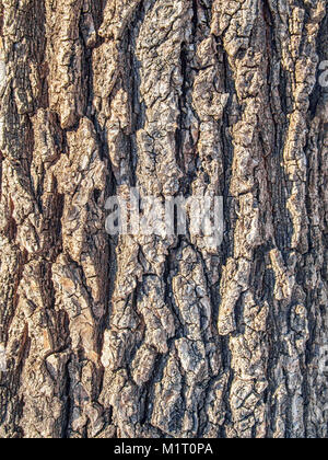 Real bark background Stock Photo