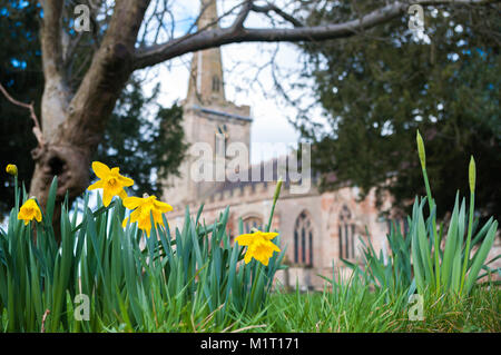 Daffodils in churchyard with St. Cassian's Church, Chaddesley Corbett, Worcestershire behind. Stock Photo