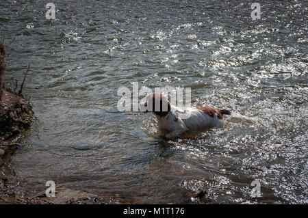 English springer spaniel in water, Gwithian Towans, Cornwall. Stock Photo