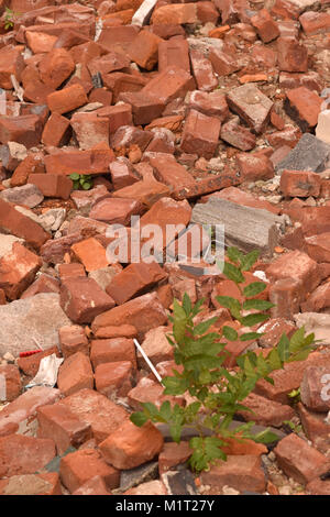 Pile of red bricks and debris with weeds close up abstract texture background. Stock Photo