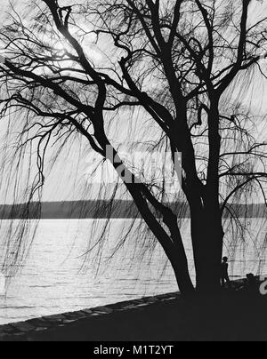 Tree Silhouette at Water's Edge with Moonlight, Potomac Park, Washington DC, USA, Detroit Publishing Company, 1910 Stock Photo