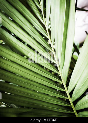 Green palm leaf pattern in the jungle backlit Stock Photo
